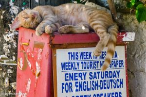 Only Good News, I Can Sleep Well - Cat Sleeping at Newspaper Box - Living Koroni