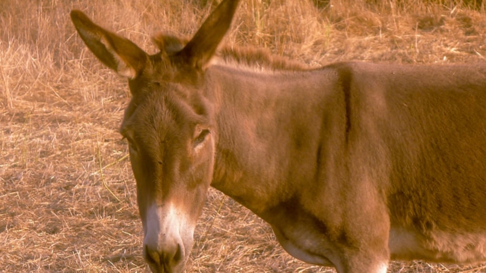 Donkey - Greek Spirit
