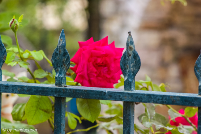 Rose in a Garden in Mistraki