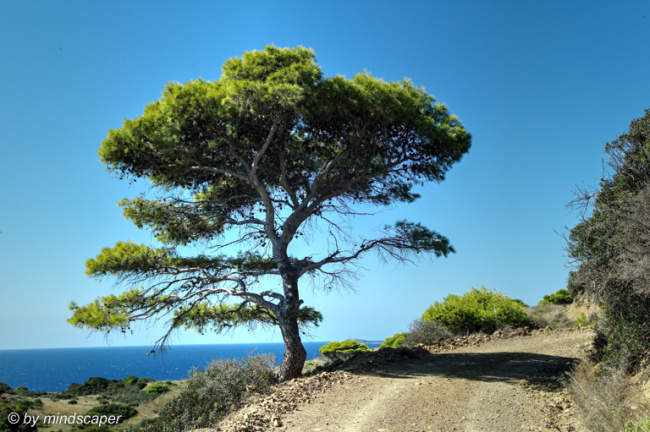 Lonley Tree in Cape Akritas Area - Koroni
