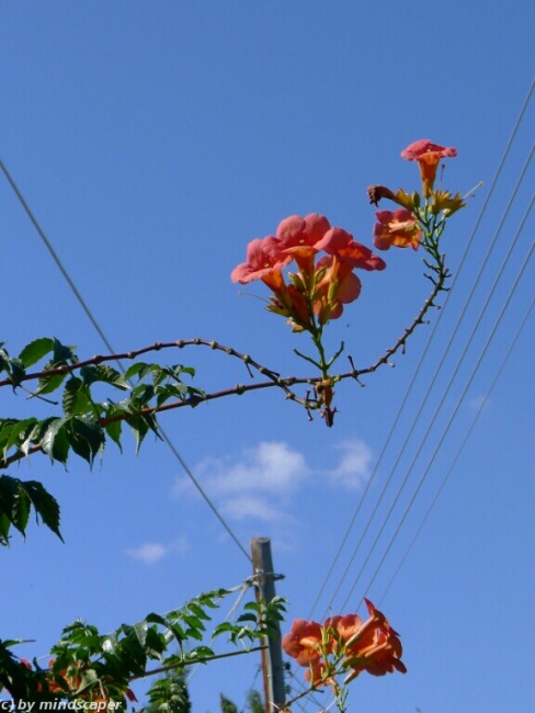 flower wire